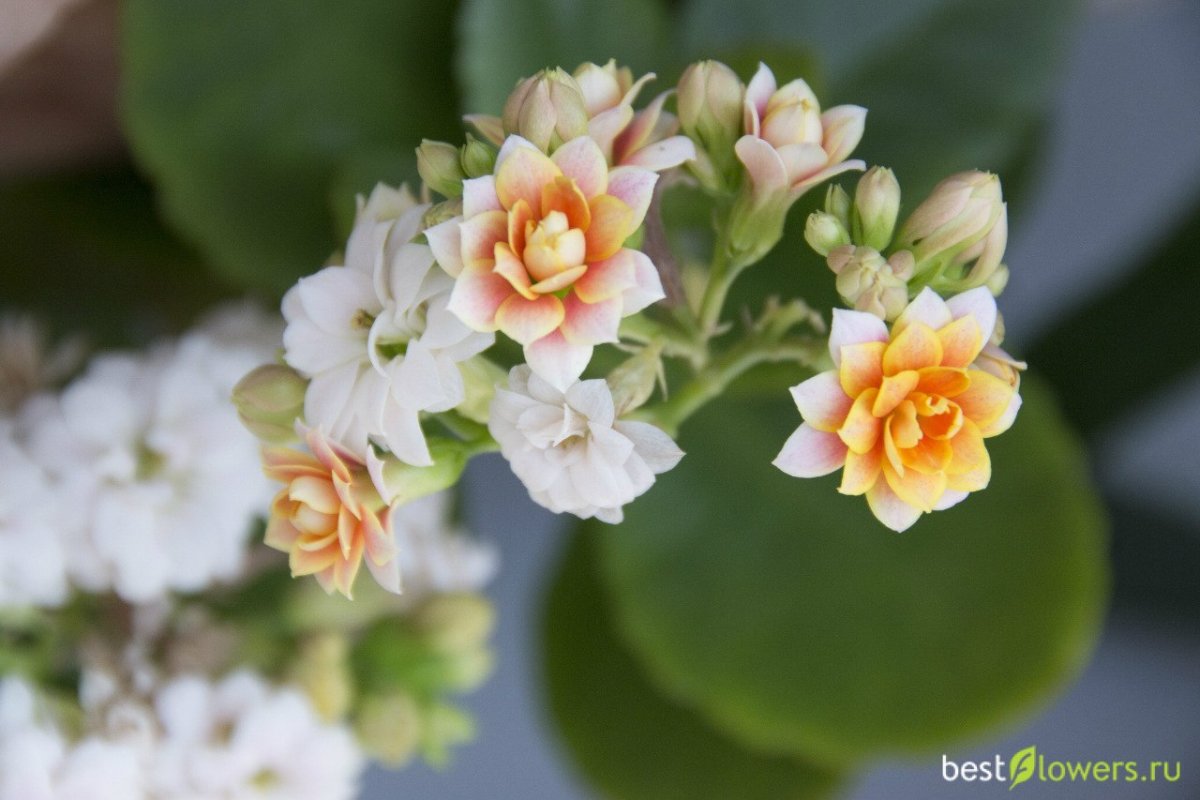 Каланхоэ крупноцветковое (Kalanchoe grandiflora)