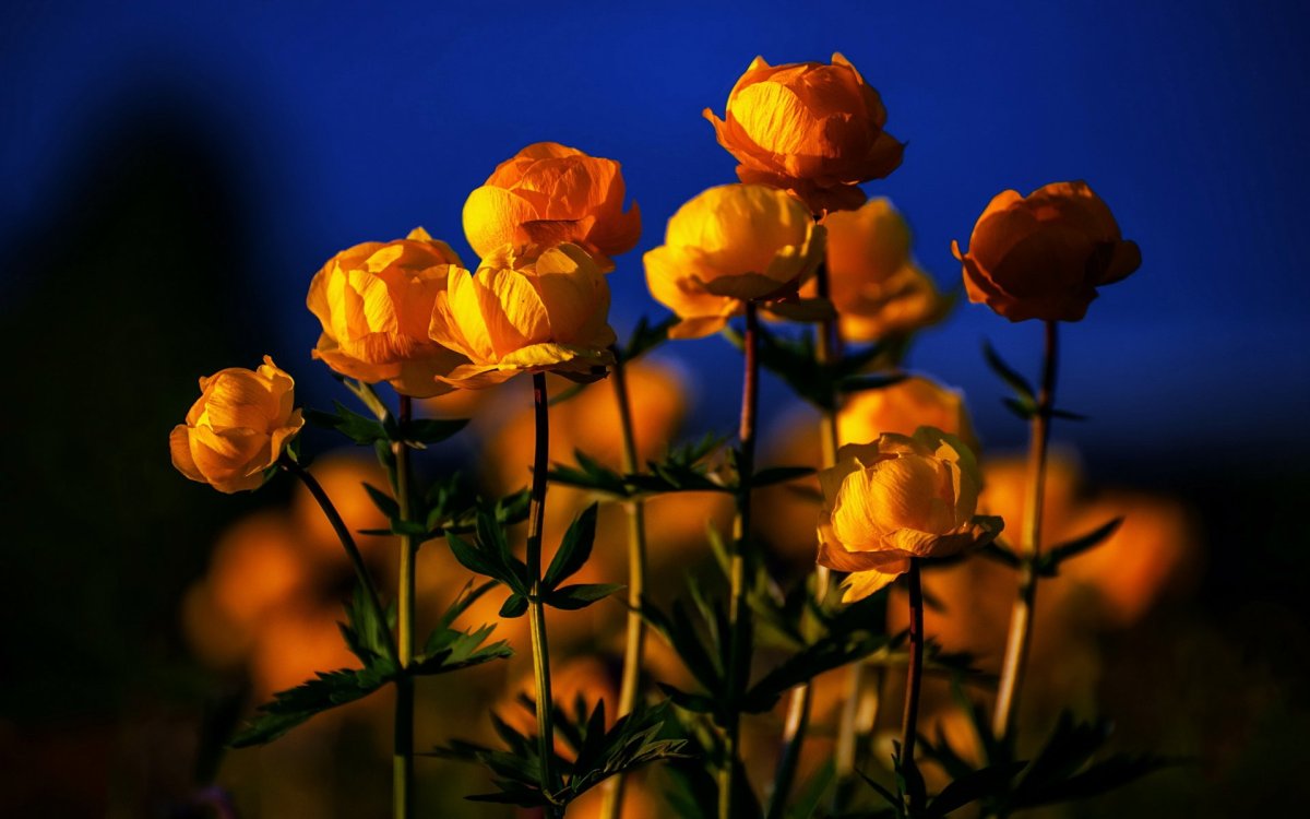 Желтые огоньки цветы