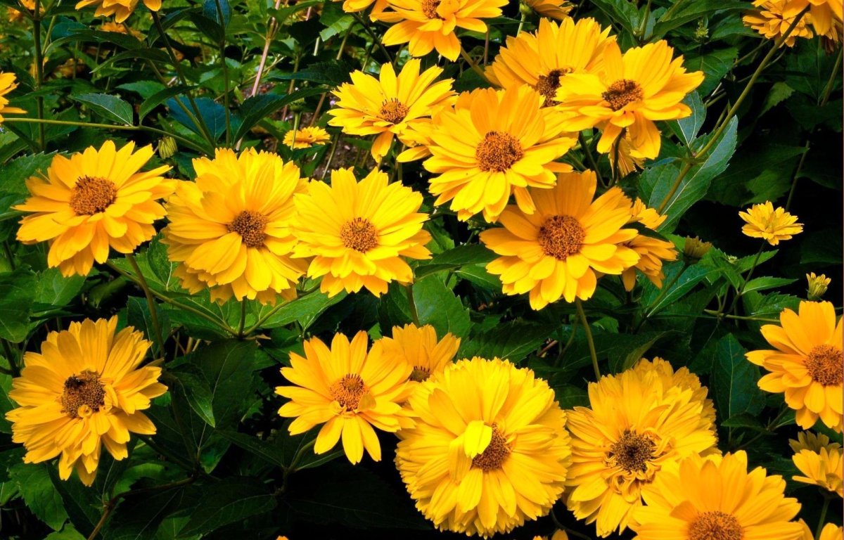 Желтые цветы на клумбе многолетники