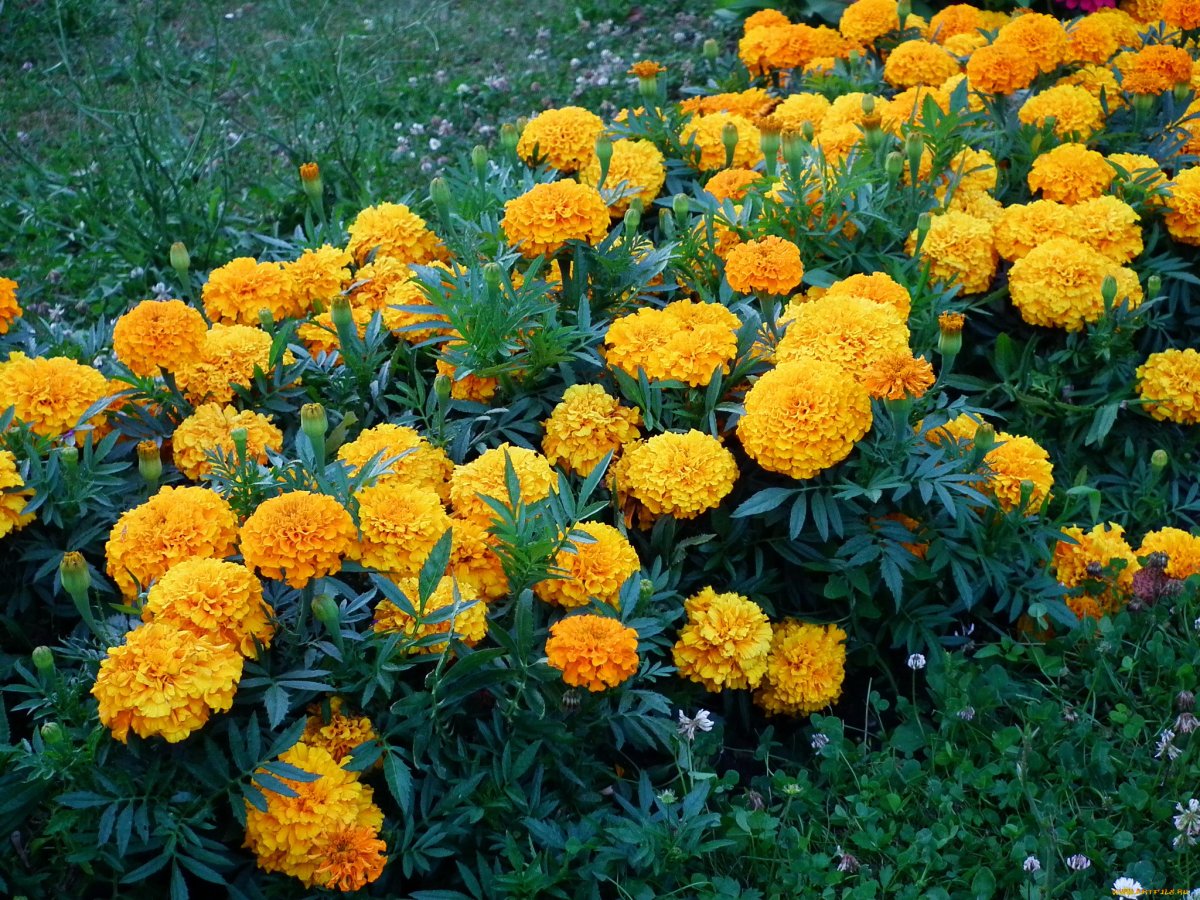 Бархатцы (Tagetes erecta)