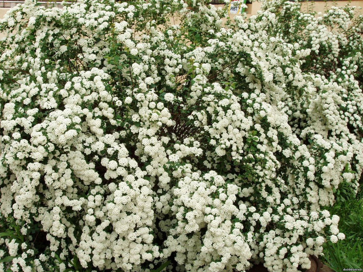 Декоративные кусты цветущие белыми цветами