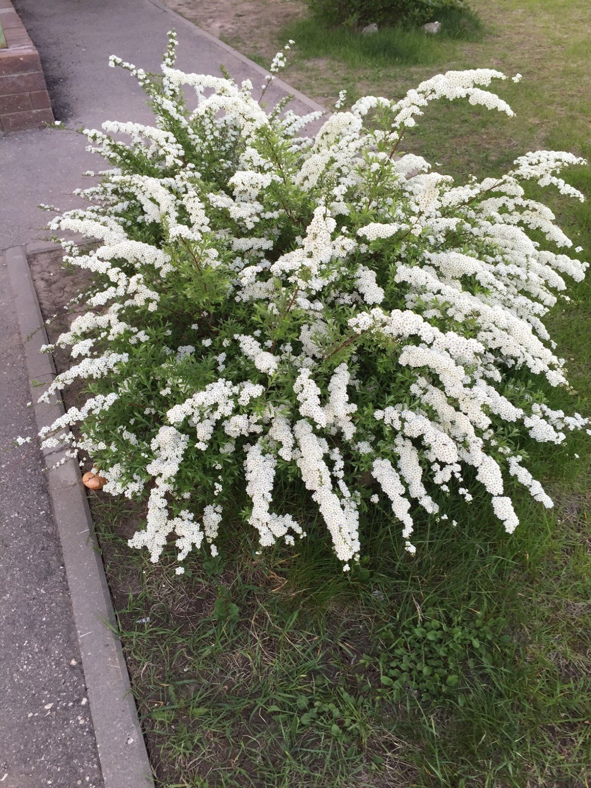 Белый декоративный кустарник