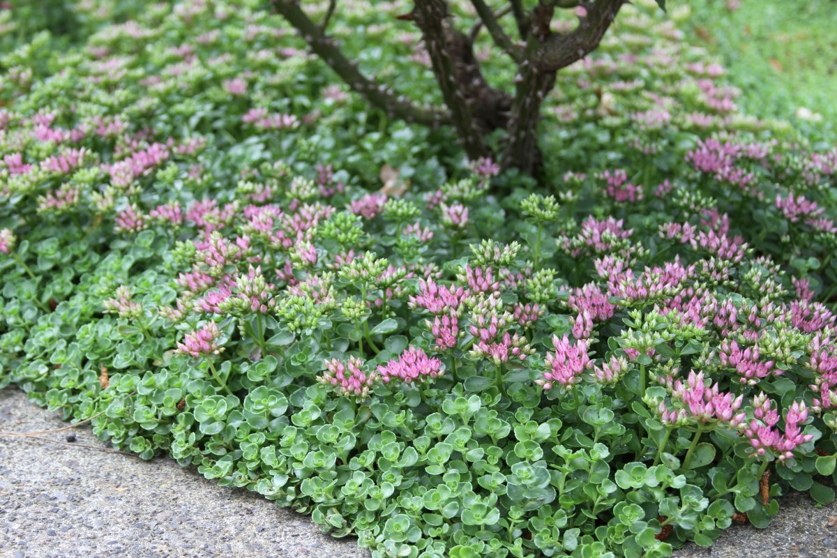Очиток ложный (Sedum spurium `Roseum`)