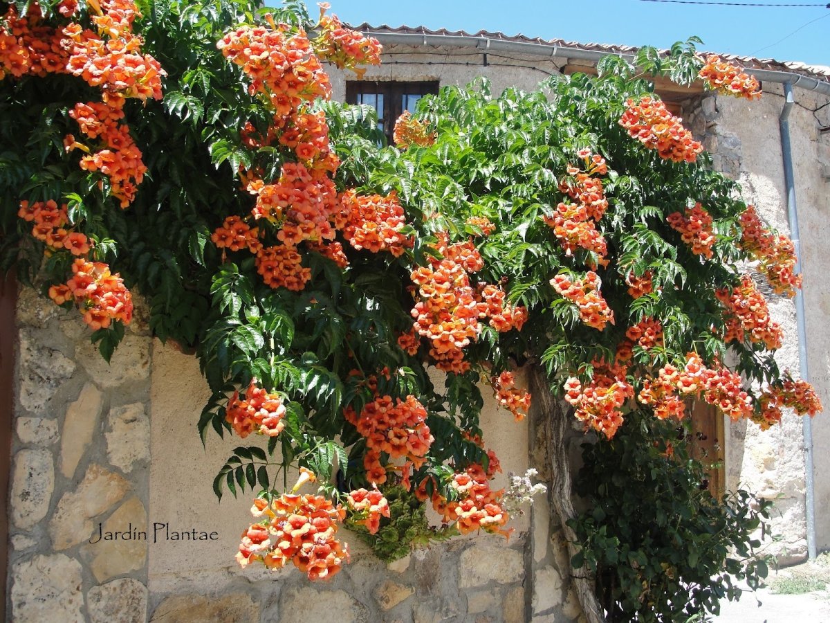 Вьющееся растение с оранжевыми цветами