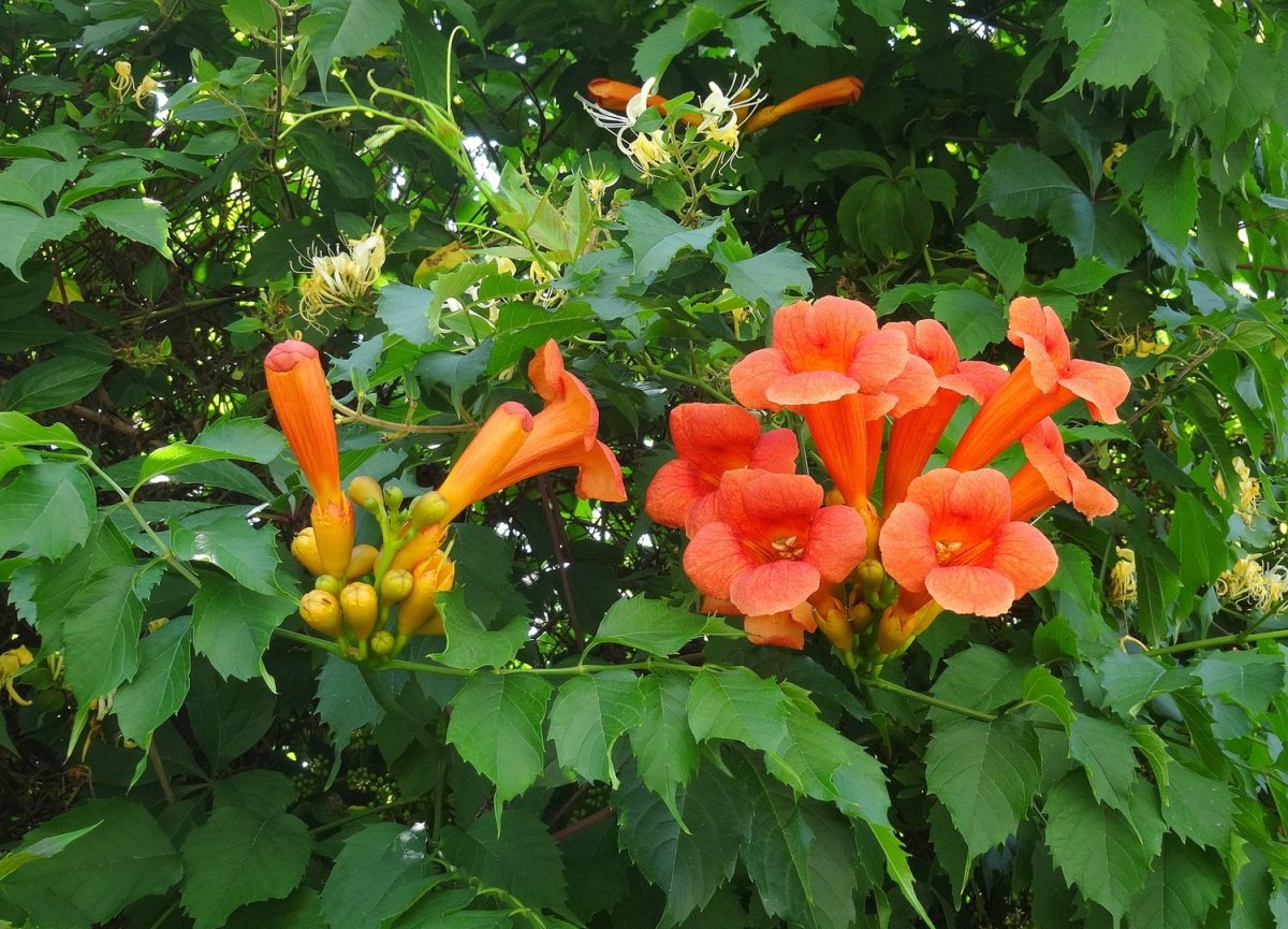 Кампсис Лиана