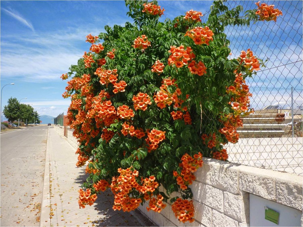 Campsis radicans (кампсис)