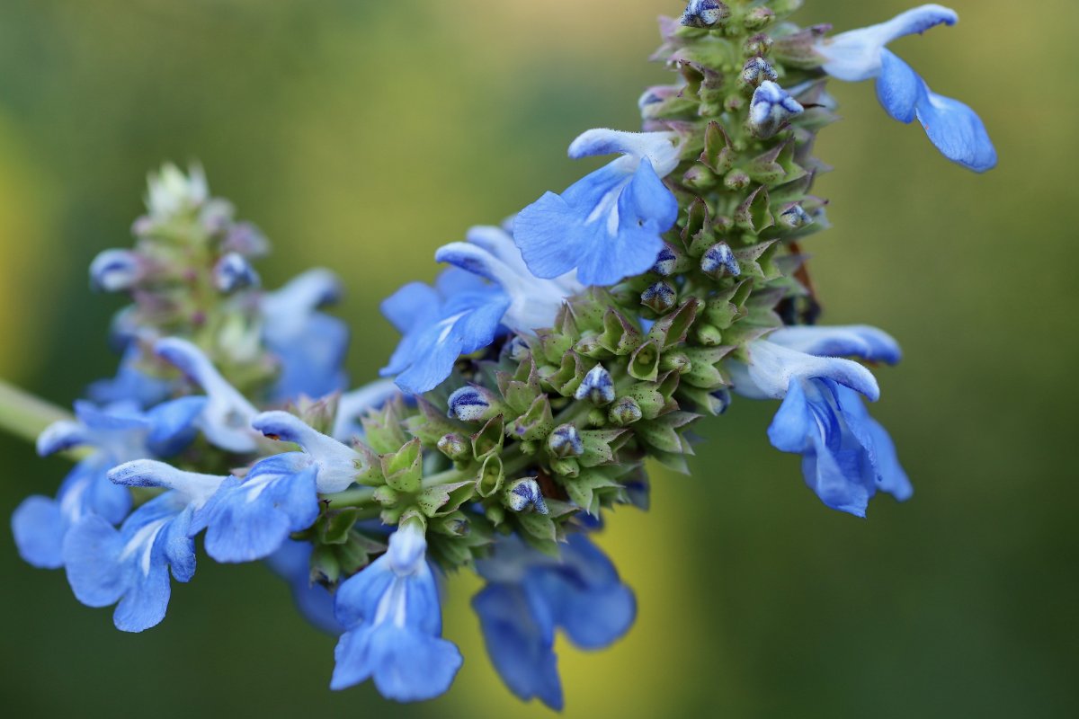 Salvia hispanica