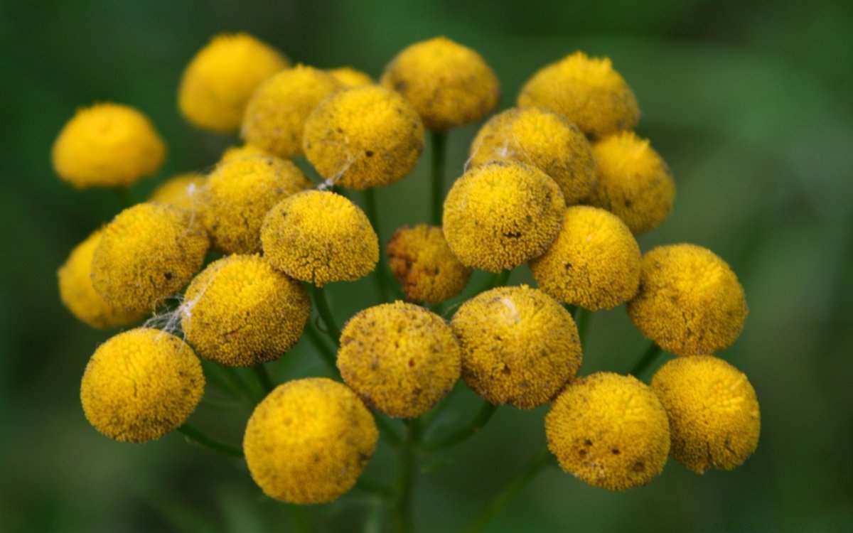 Растение с круглыми желтыми цветами