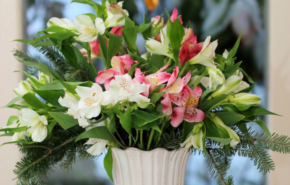 Alstroemeria Pelegrina