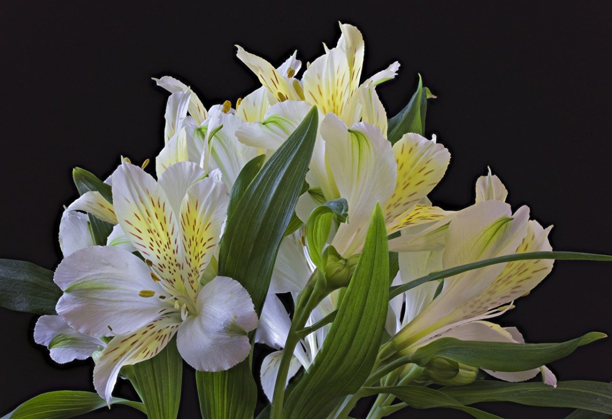 Alstroemeria Aurea