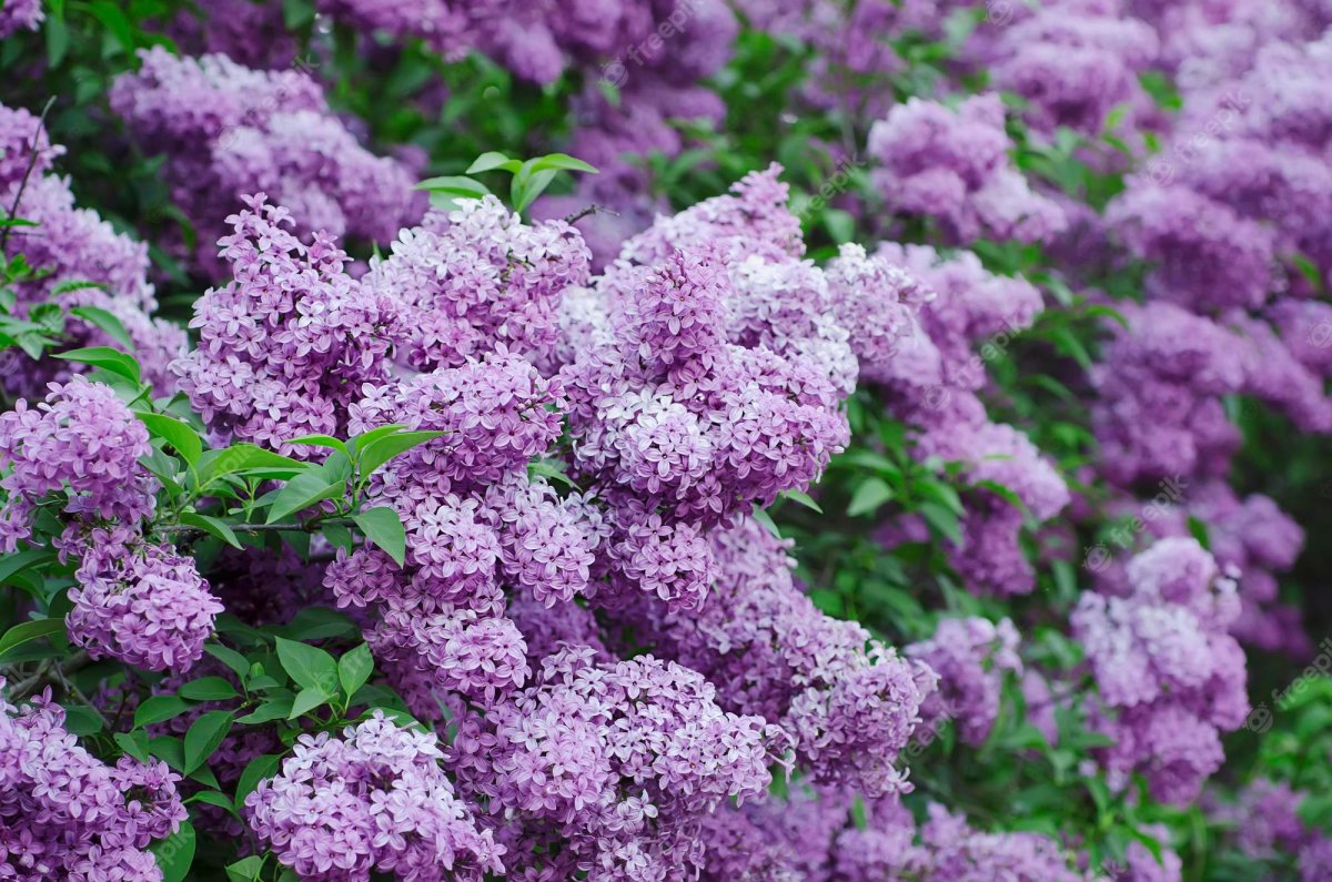 Сирень сиреневая куст