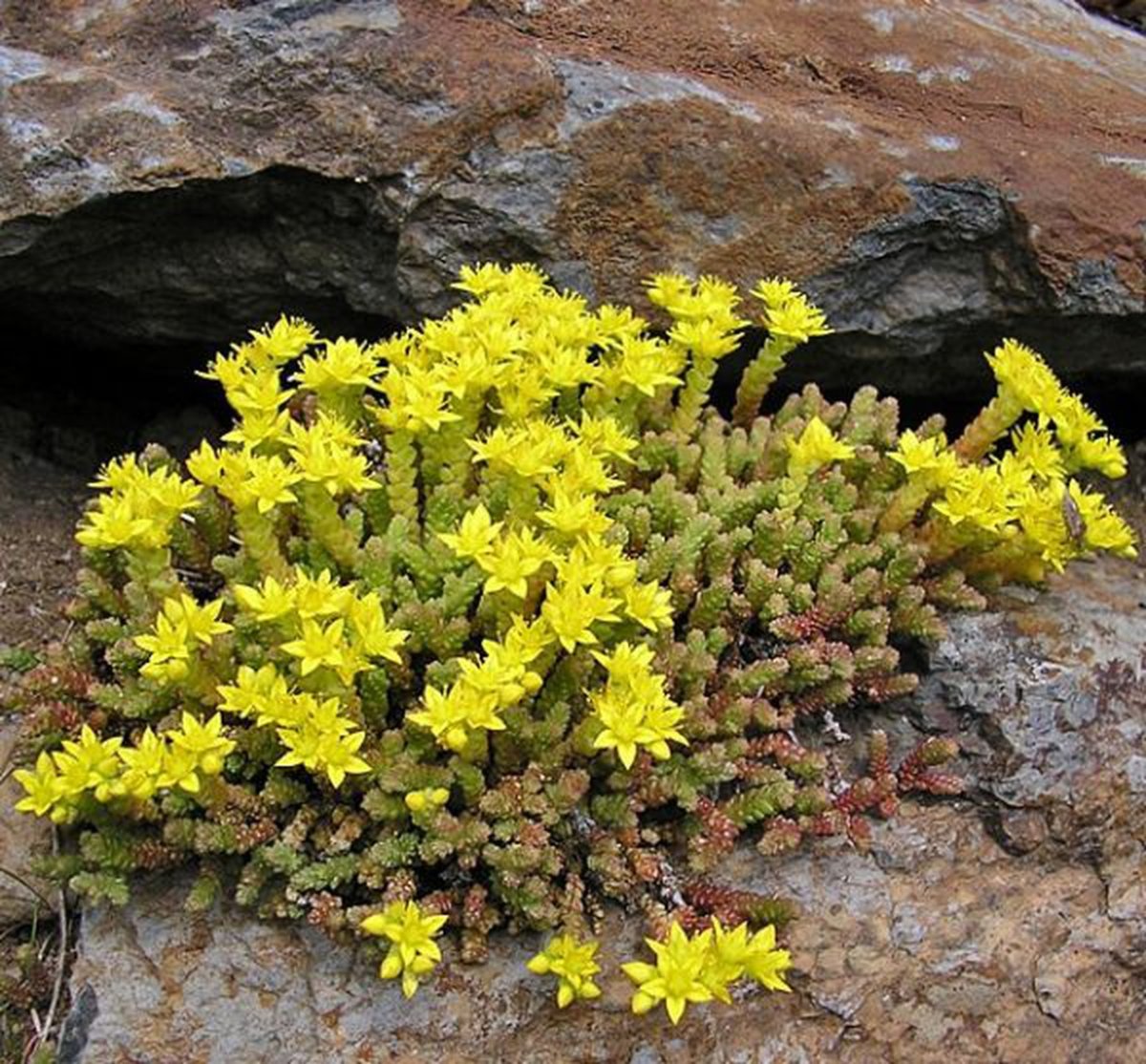 Очиток едкий (Sedum acre `Aureum`)