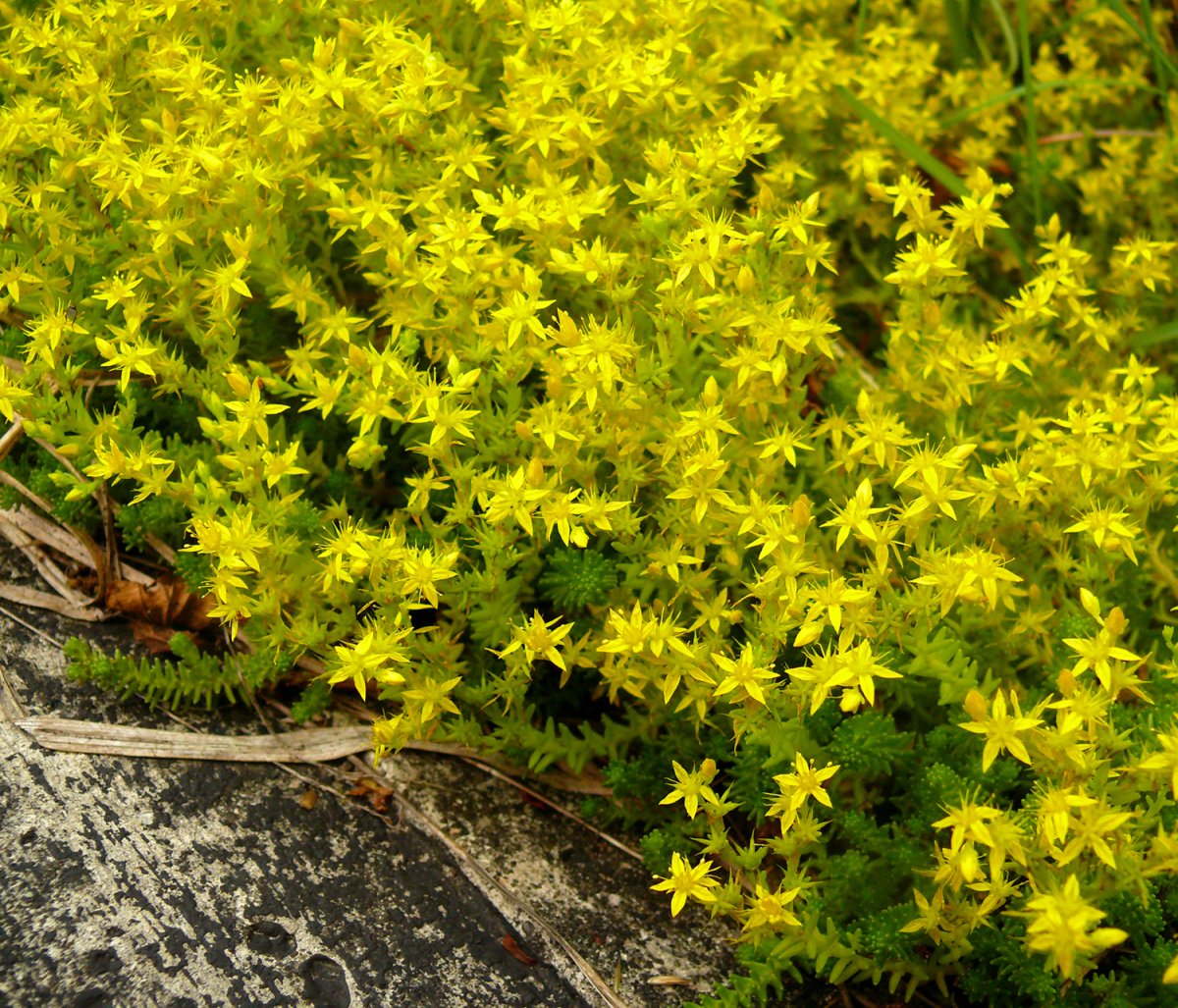 Очиток едкий Sedum acre