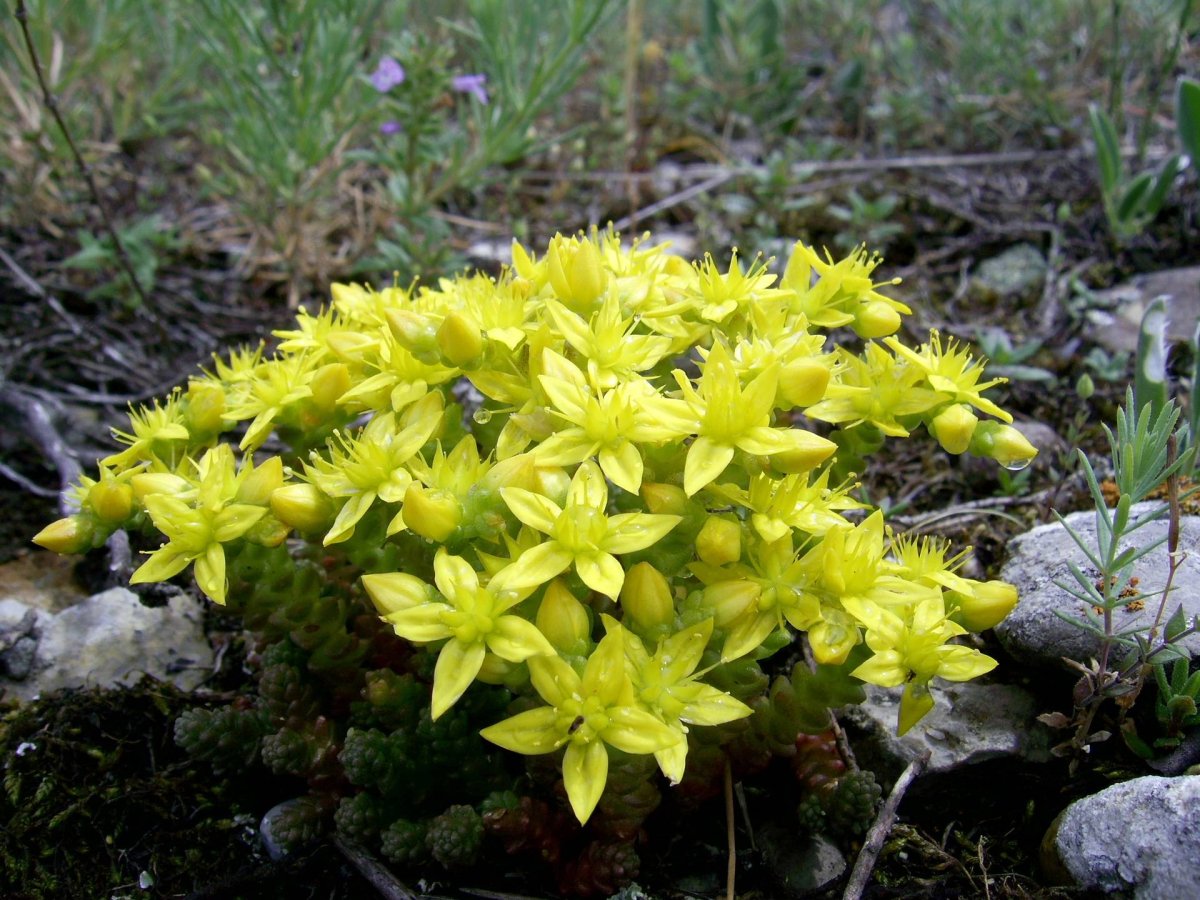 Очиток едкий Sedum acre