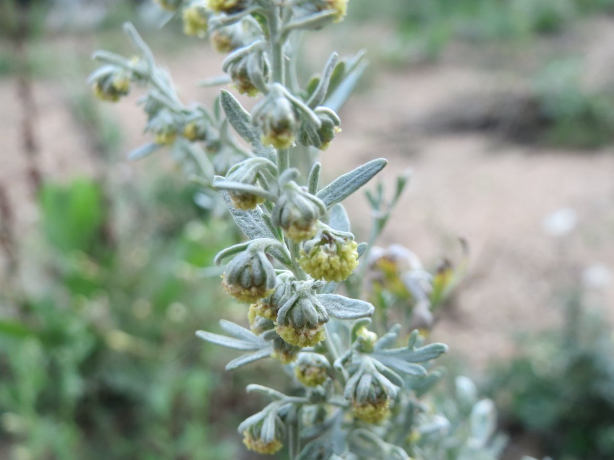 Полыни гладкой Artemisia glabella