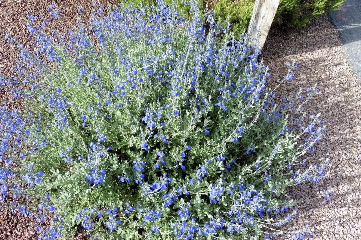 Mexican Bush Sage растение