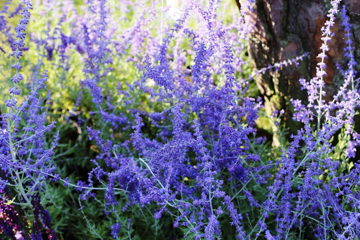 Перовския atriplicifolia