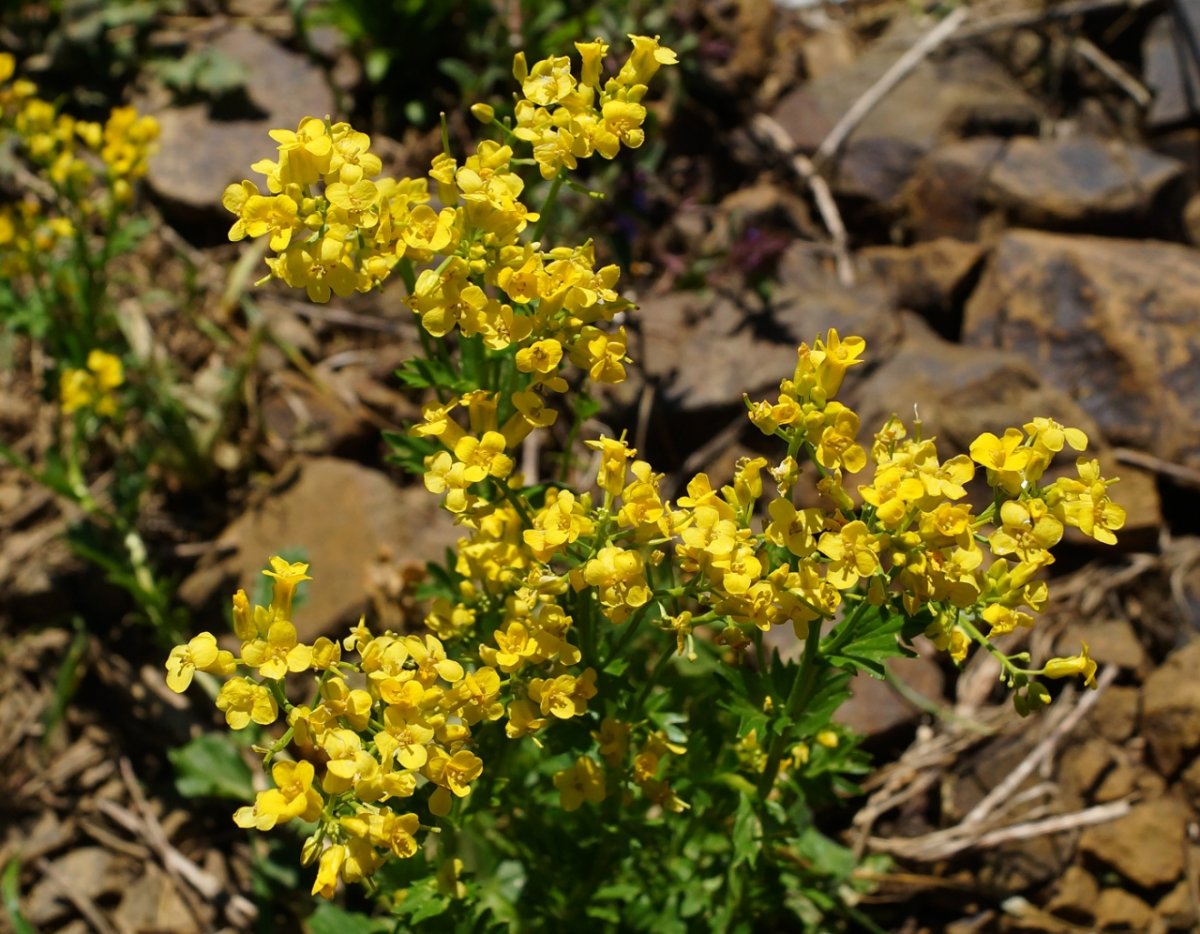 Сурепка обыкновенная (Barbarea vulgaris)