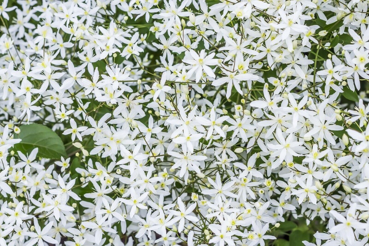 Сорт клематиса с мелкими белыми цветами