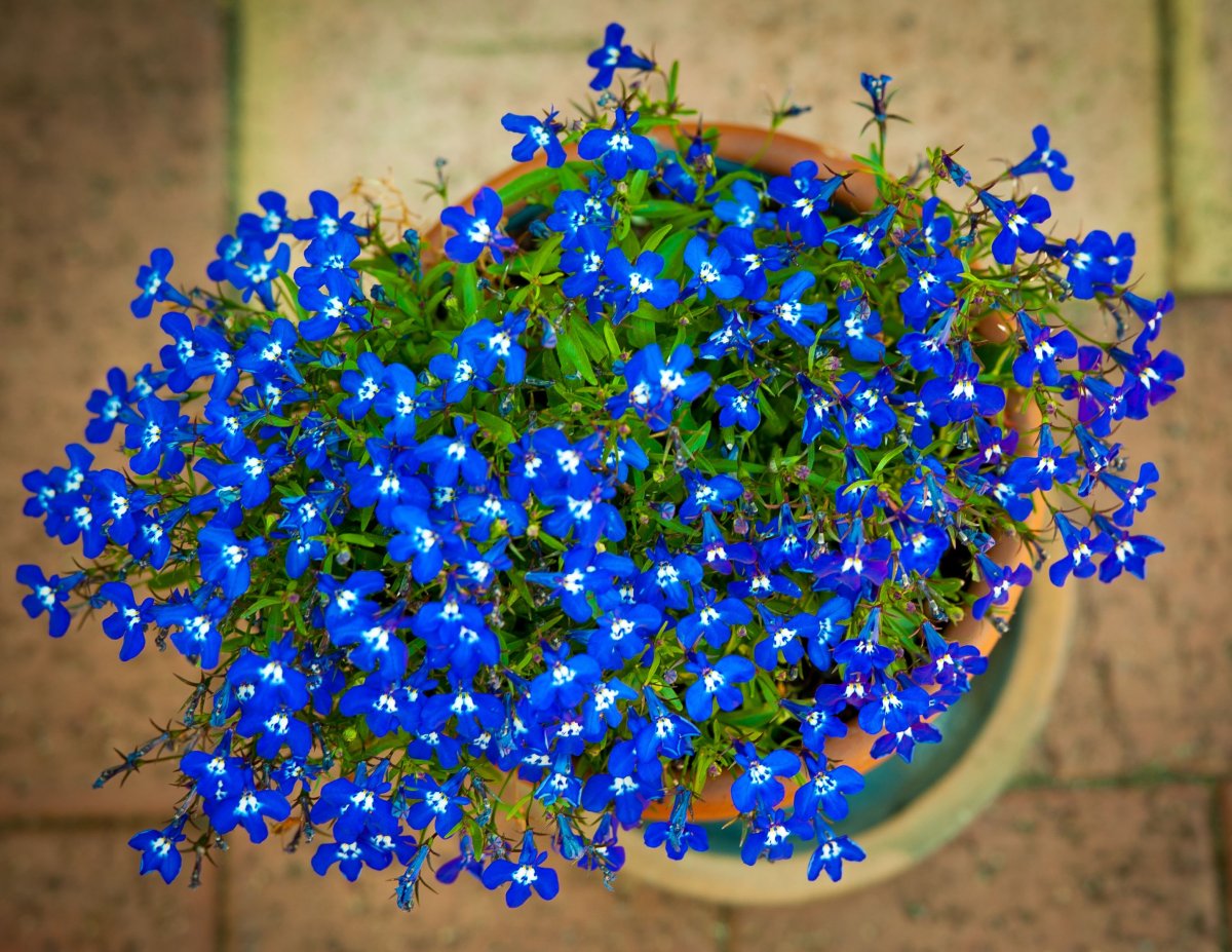 Цветок с мелкими голубыми цветами