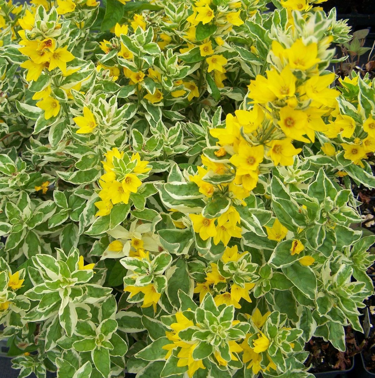 Вербейник точечный Golden Alexander