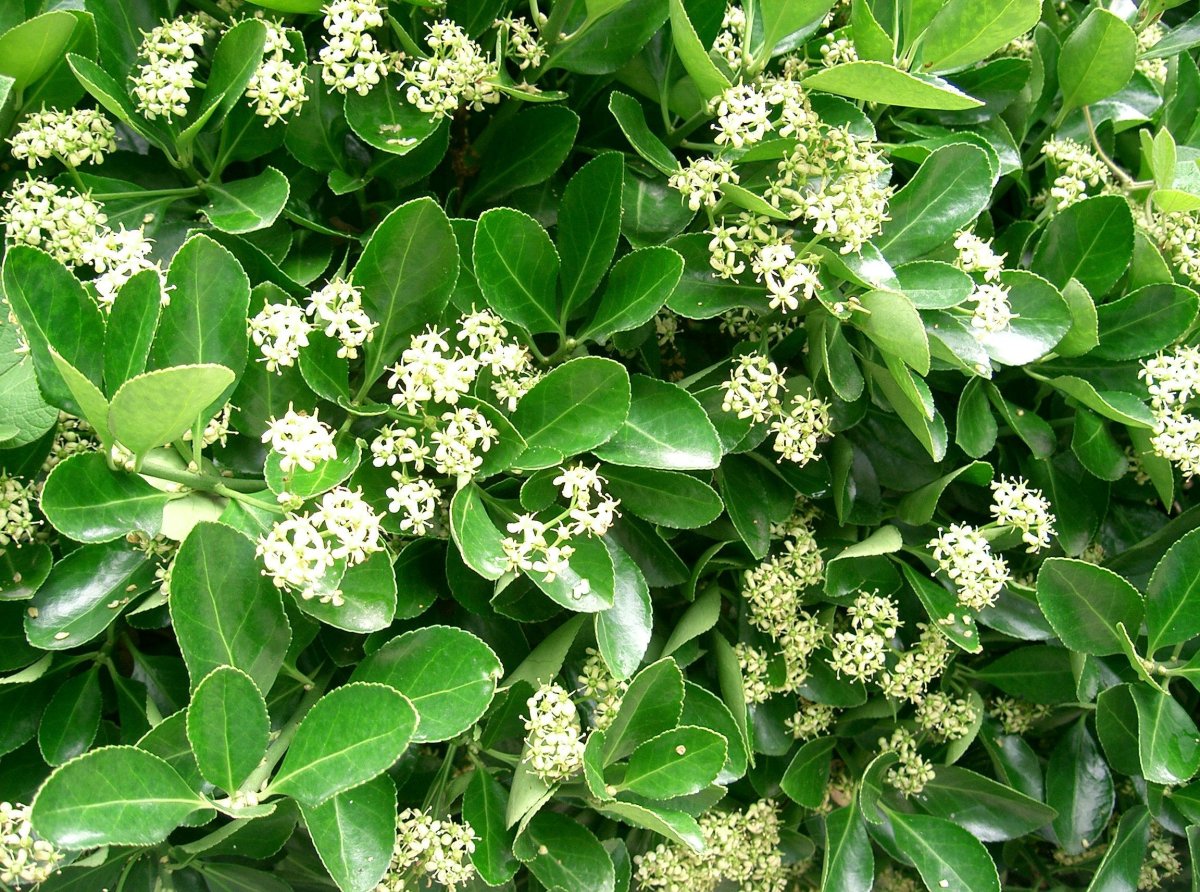Бересклет японский (Euonymus japonicus)