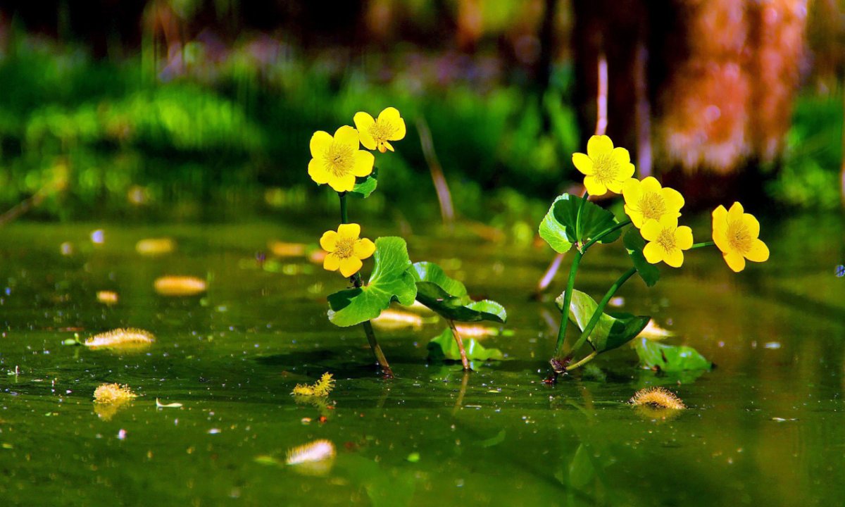 Желтые цветы на озере