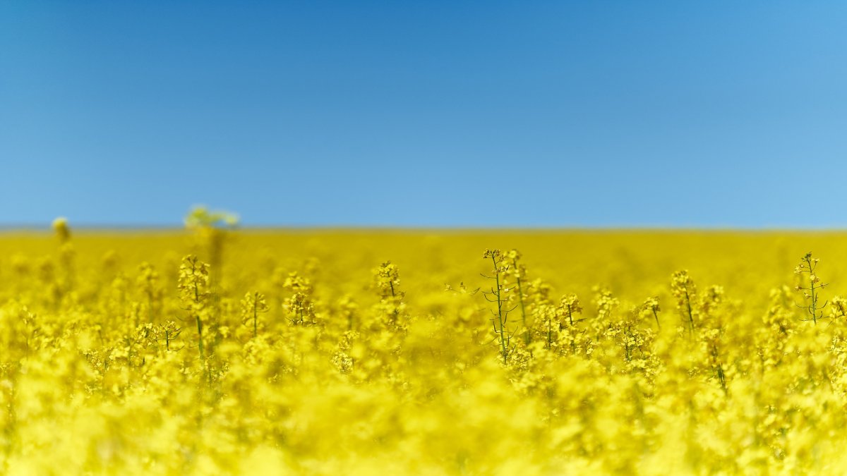 Поле с желтыми цветами