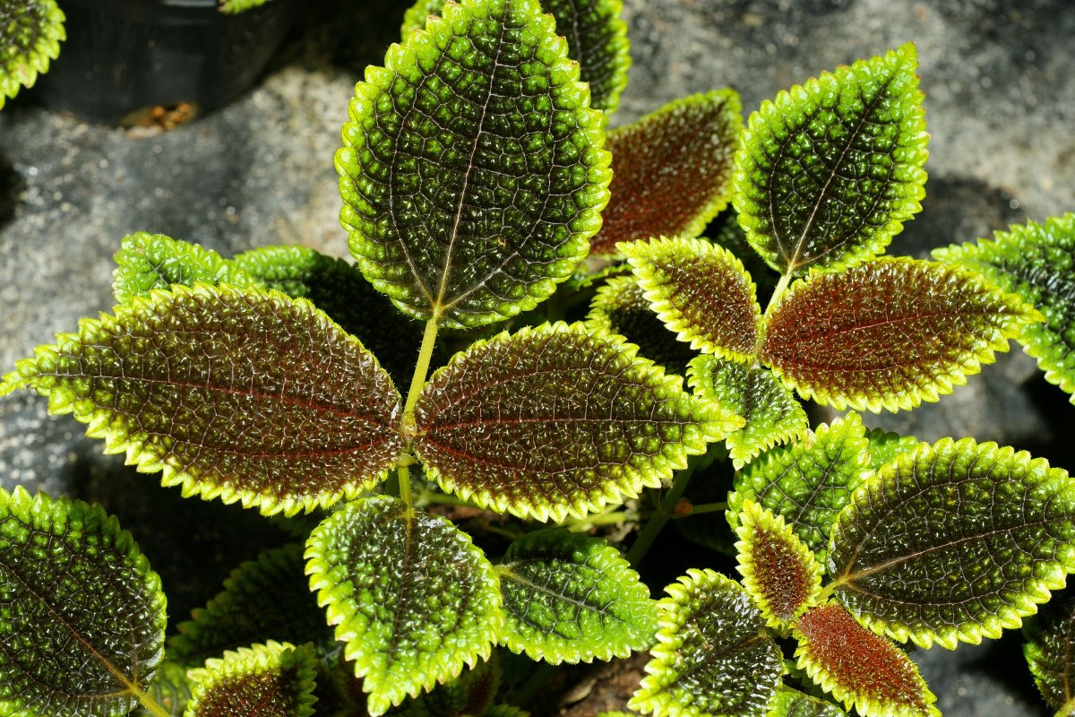 Пилея involucrata