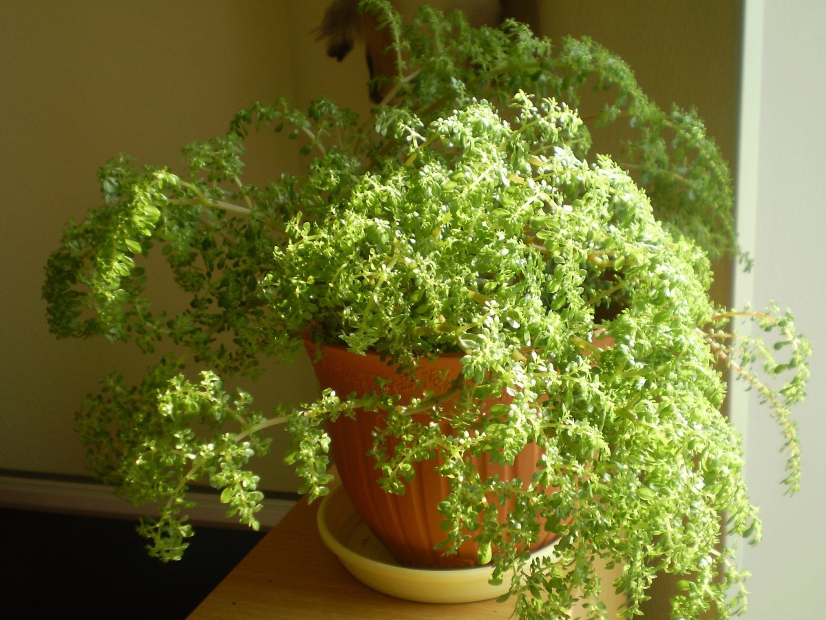 Пилея Микрофилла