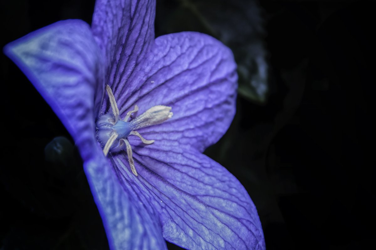 Комнатные растения с синими цветами