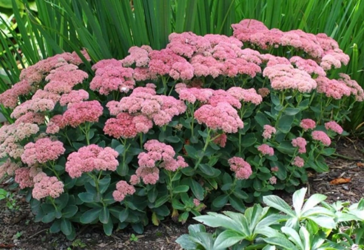 Очиток Видный (Sedum spectabile `Brilliant`)