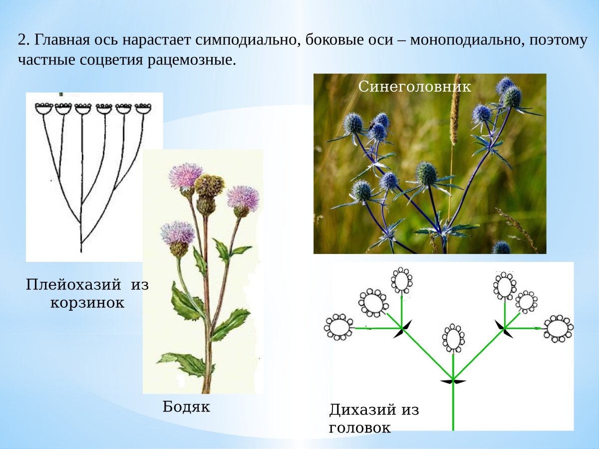 Соцветия монохазий дихазий