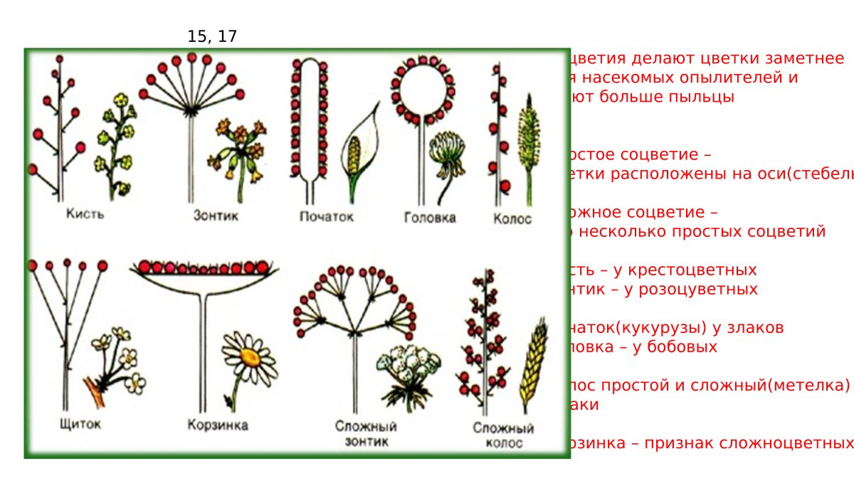 Фрондозные соцветия