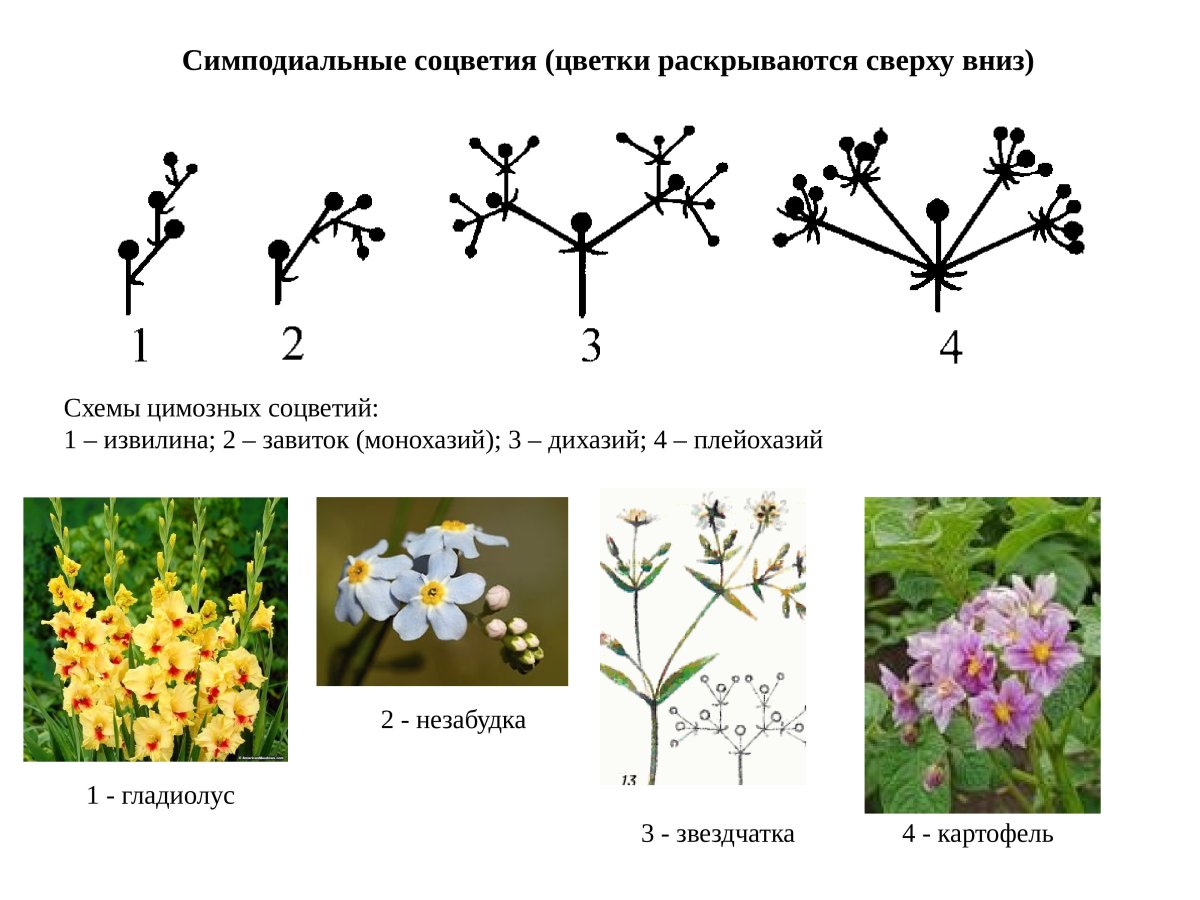 Монохазий соцветие