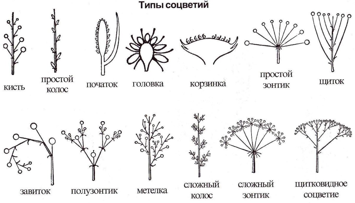 Фрондозное соцветие