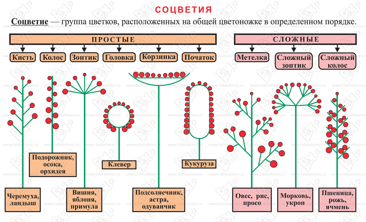 Схема классификации соцветий цветковых растений