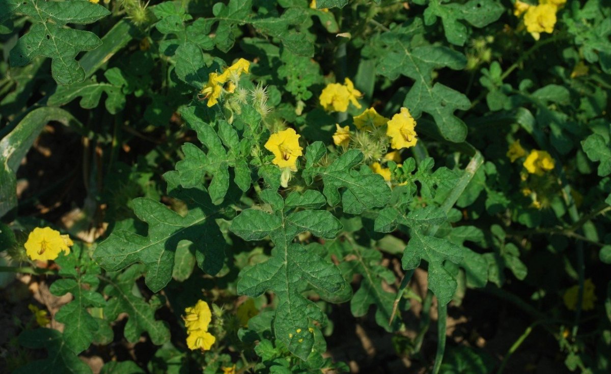 Паслен колючий (Solanum rostratum dun.)