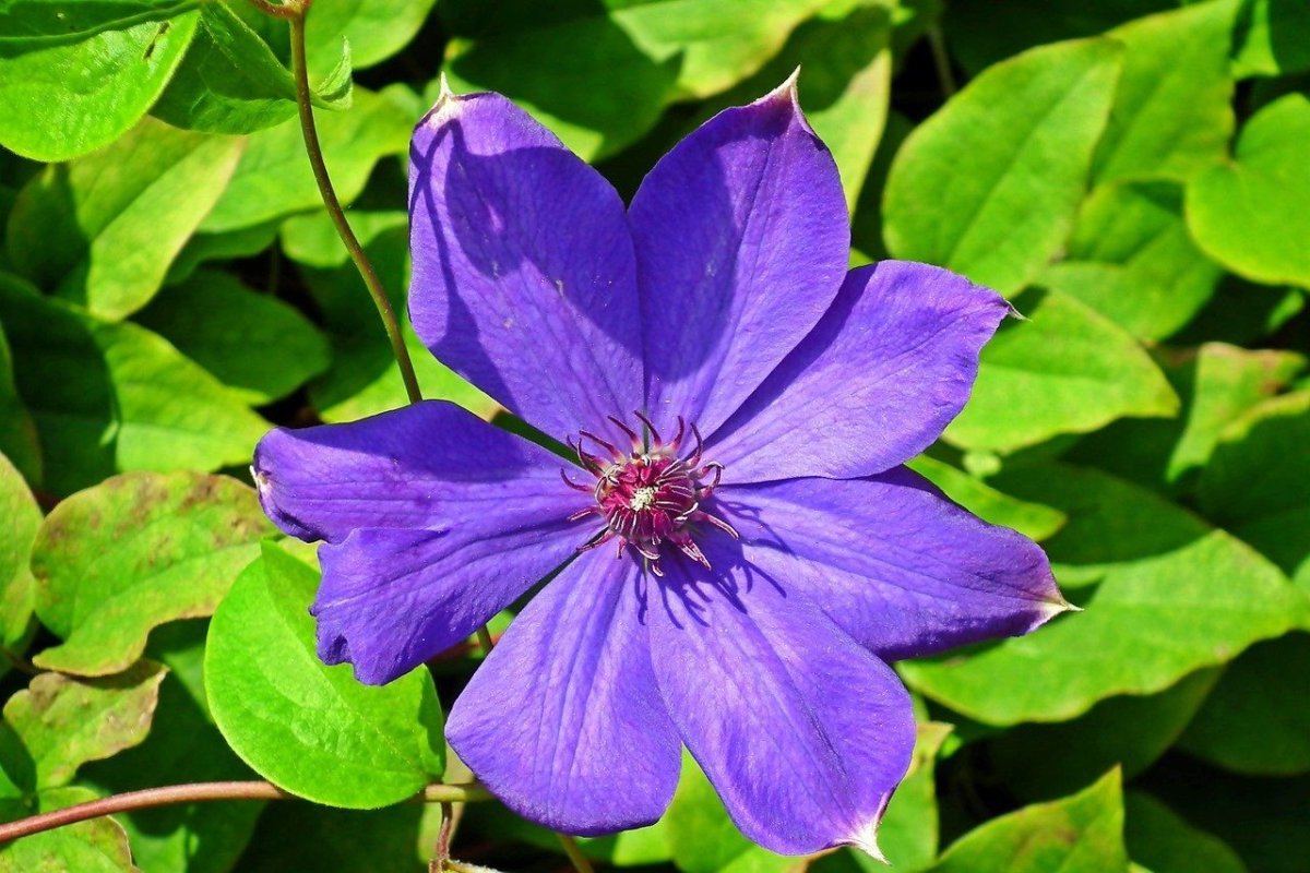 Clematis Toki