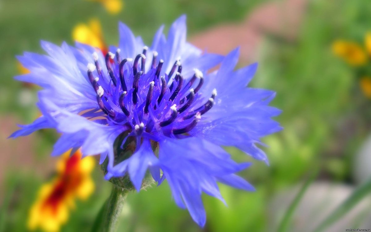 Василёк Донской (Centaurea tanaitica Klok.)