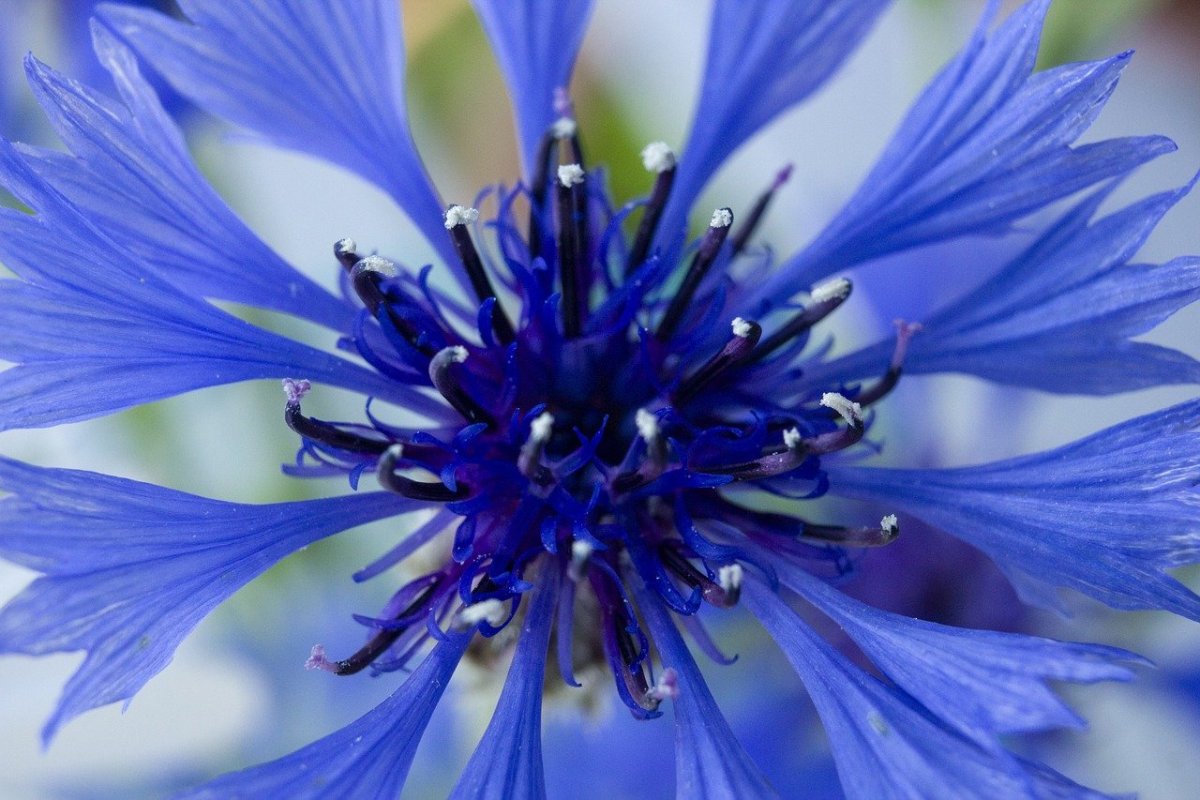 Blue Diadem Василек