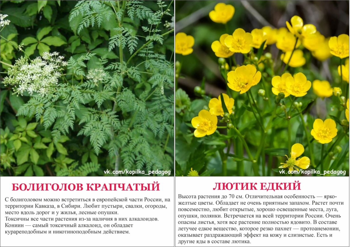 Хоста растение ядовитое или нет