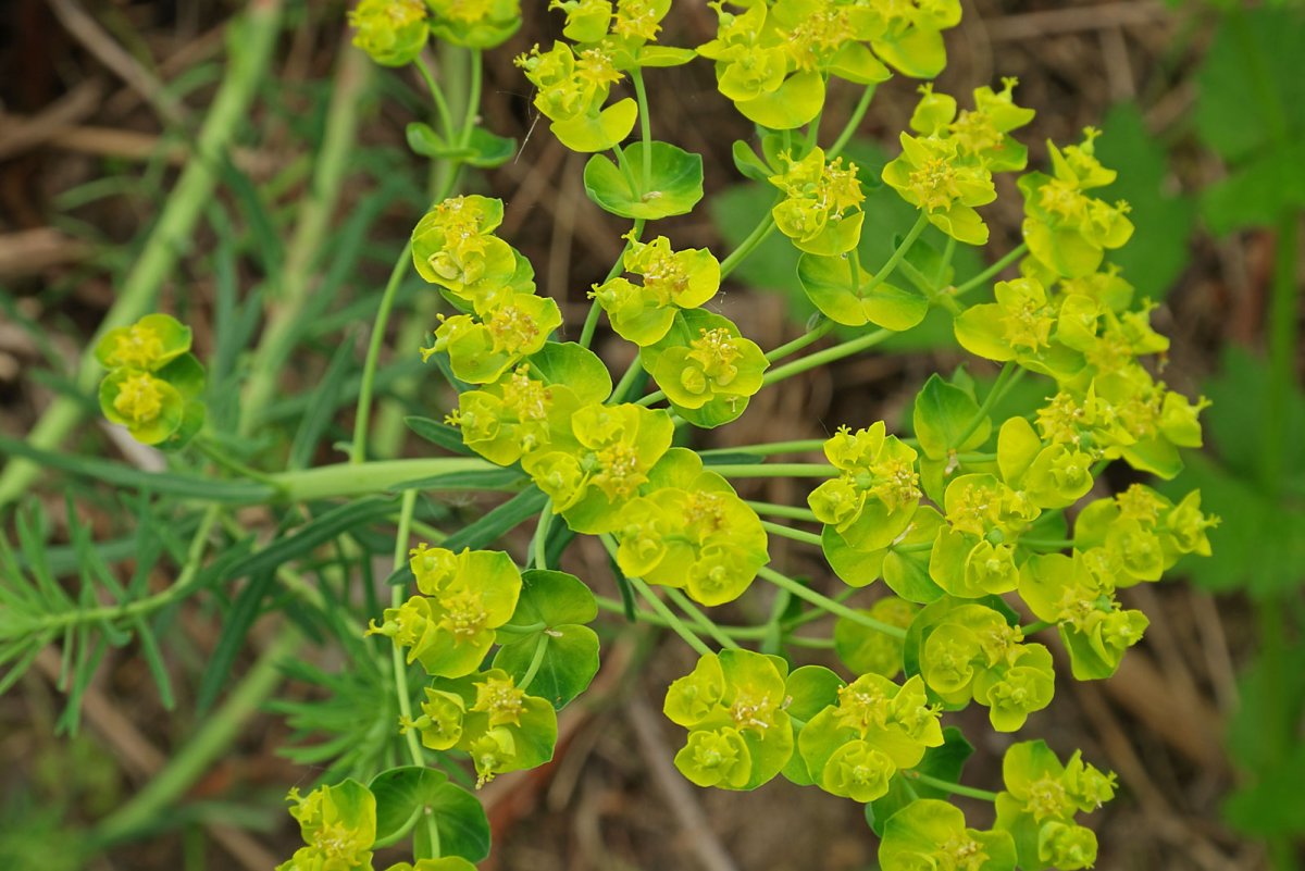 Молочай (Euphorbia)