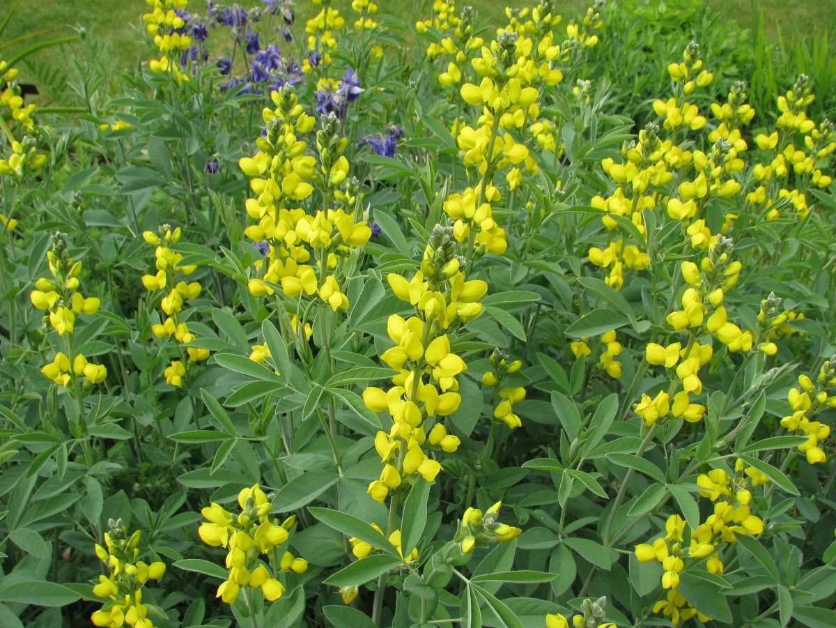 Thermopsis lanceolata термопсис ланцетный