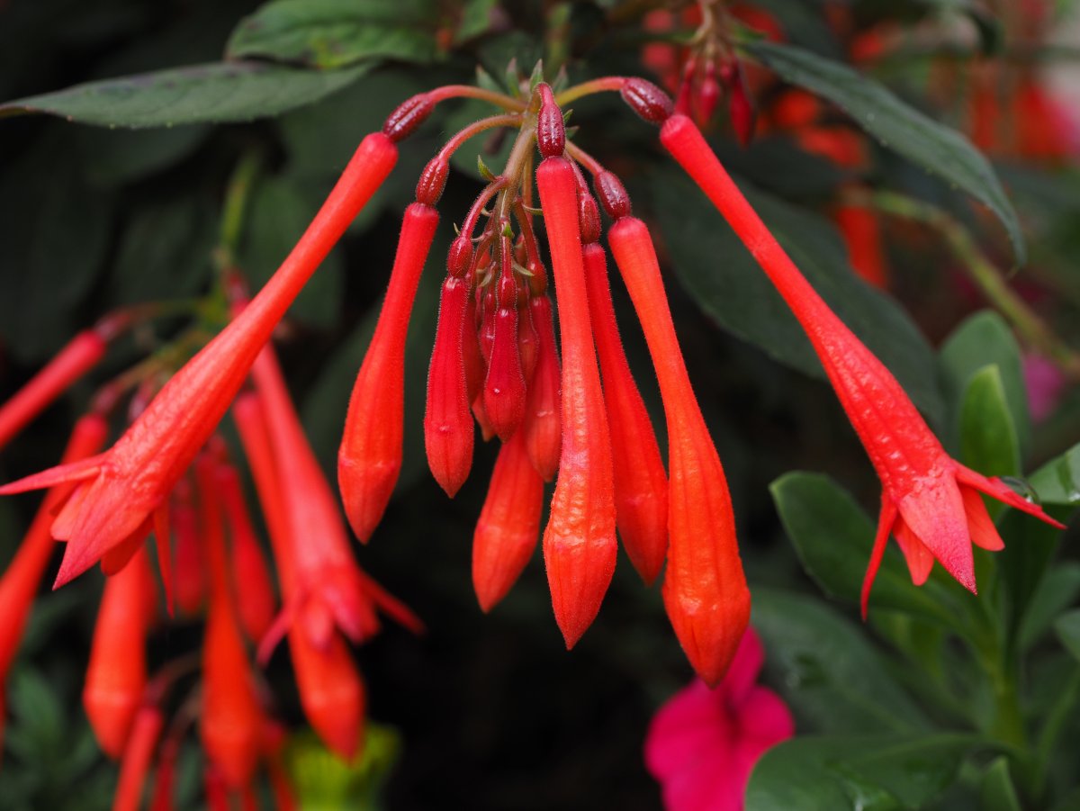 Фуксия трехлистная Fuchsia triphylla