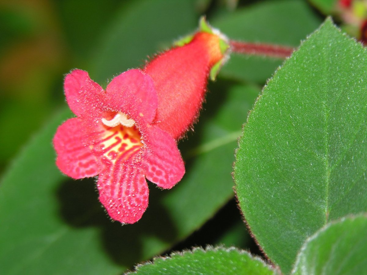 Колерия (Kohleria)
