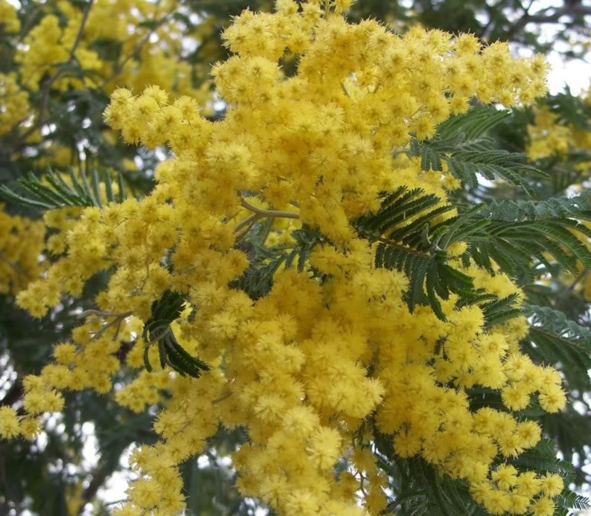 Золотая Мимоза Acacia baileyana