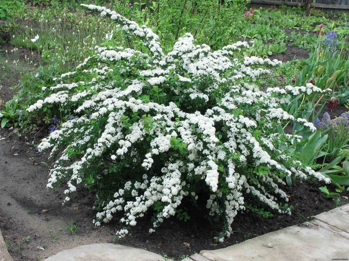Спирея Snowmound