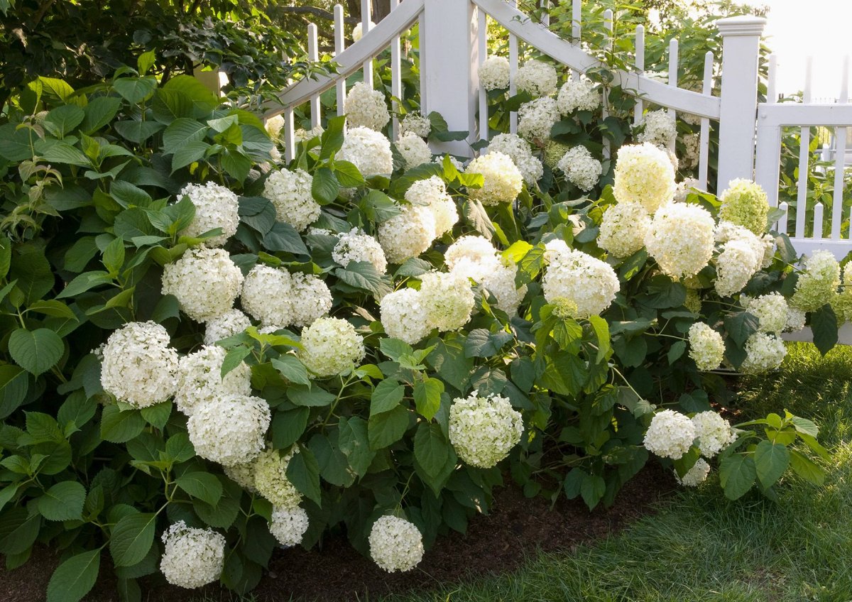 Гортензия древовидная White Dome