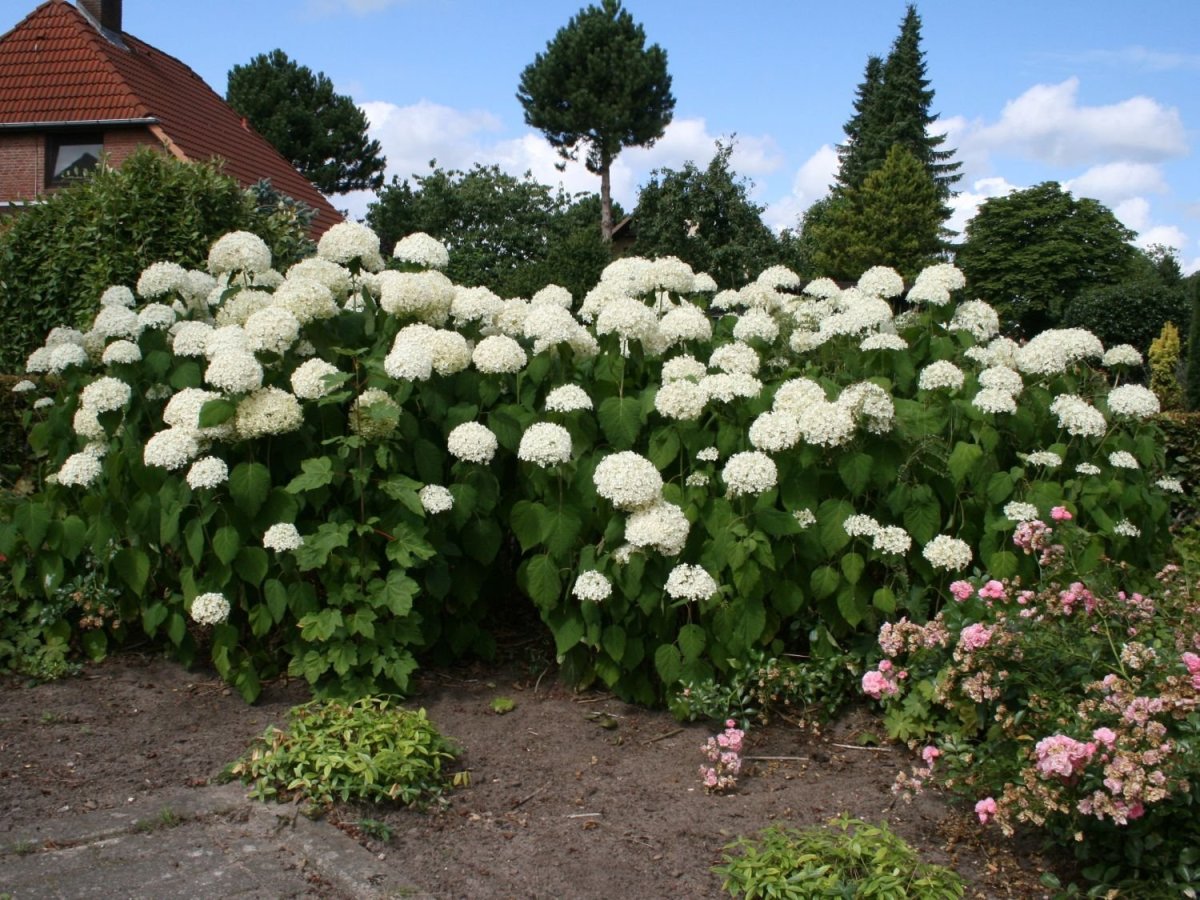Гортензия arborescens Annabelle